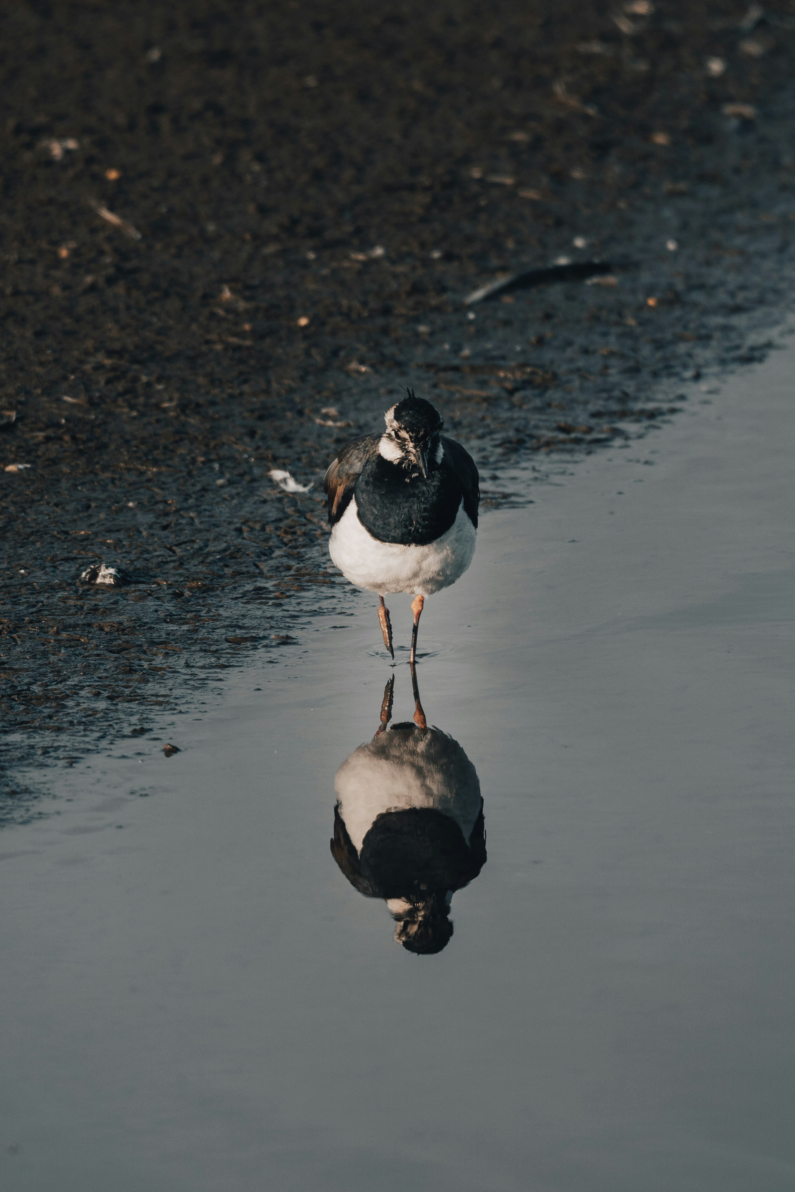 white and black bird on water during daytime